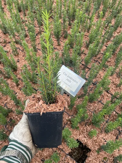 Cis pośredni Hilli P9 – sadzonka