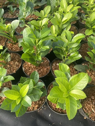 Laurowiśnia Rotundifolia C2 – widok b