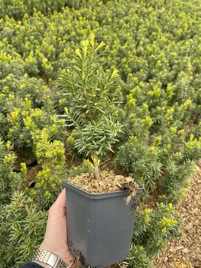 Taxus media Hicksii P9 – sadzonka